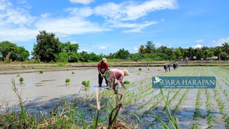 Petani Babau: Kami Ditinggalkan…