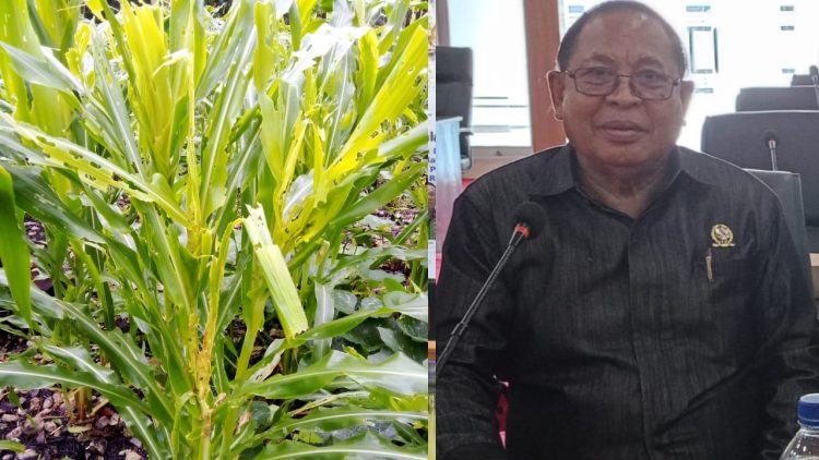 Hama Ancam Tanaman Jagung di Desa Soba, Albert Lololau Minta Dinas Pertanian Segera Bertindak