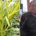 Hama Ancam Tanaman Jagung di Desa Soba, Albert Lololau Minta Dinas Pertanian Segera Bertindak