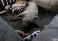Waspada! Demam Babi Afrika Masuk Kabupaten Kupang, Begini Cara Pencegahannya