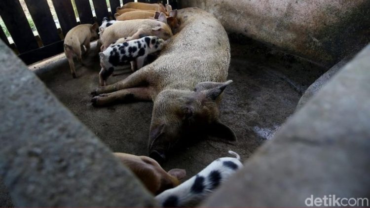 Waspada! Demam Babi Afrika Masuk Kabupaten Kupang, Begini Cara Pencegahannya