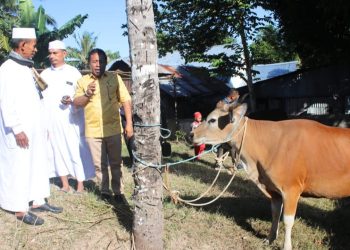 Perkuat Toleransi, Pemkab Kupang dan Pemprov NTT Serahkan Hewan Kurban untuk Umat Muslim