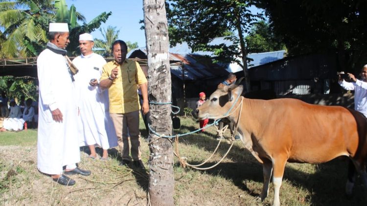Perkuat Toleransi, Pemkab Kupang dan Pemprov NTT Serahkan Hewan Kurban untuk Umat Muslim