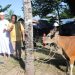 Perkuat Toleransi, Pemkab Kupang dan Pemprov NTT Serahkan Hewan Kurban untuk Umat Muslim