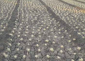 Diserang Ulat, Puluhan Hektar Bawang Merah di Desa Bone Terancam Gagal Panen