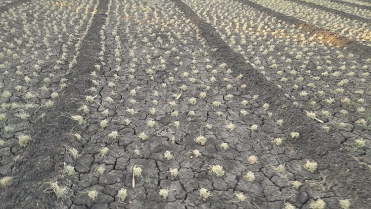 Diserang Ulat, Puluhan Hektar Bawang Merah di Desa Bone Terancam Gagal Panen