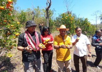 Petik Jeruk Keprok Amfoang Momentum Bangkitkan Potensi Agrowisata dan Ekonomi Lokal