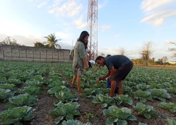 Menikmati Senja di Kebun Kol Dessy Ballo