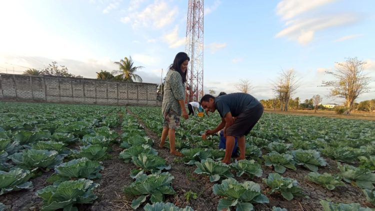Menikmati Senja di Kebun Kol Dessy Ballo