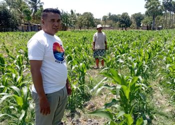 Desa Tuapukan Gencarkan Program Ketahanan Pangan, Kunci Pengentasan Kemiskinan