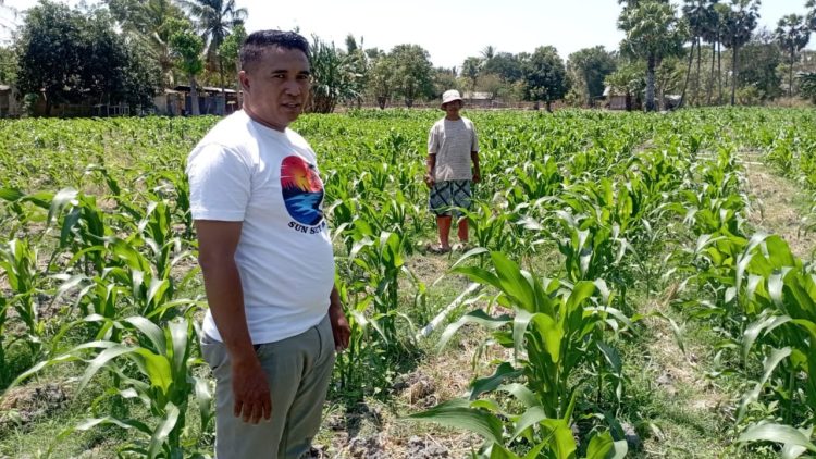 Desa Tuapukan Gencarkan Program Ketahanan Pangan, Kunci Pengentasan Kemiskinan