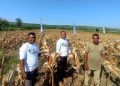 Kelompok Tani Milenial di Kupang Barat Sukses Hasilkan Puluhan Ton Jagung Hibrida