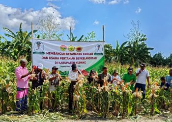 Penjabat Gubernur Tanam Tomat di Kelurahan Merdeka Kupang Timur