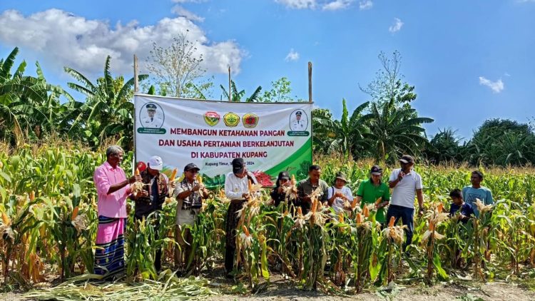 Penjabat Gubernur Tanam Tomat di Kelurahan Merdeka Kupang Timur