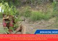 PENJABAT BUPATI KUPANG LAKUKAN PENANAMAN POHON DI BENDUNGAN OELTUA