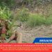PENJABAT BUPATI KUPANG LAKUKAN PENANAMAN POHON DI BENDUNGAN OELTUA