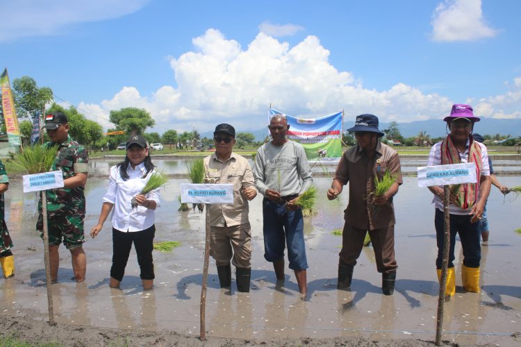 GERAKAN PERCEPATAN TANAM PADI KABUPATEN KUPANG