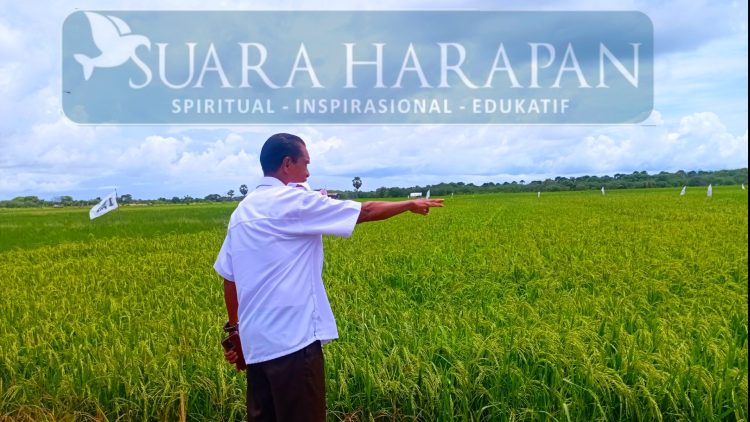 Arnolus Mooy, DPRD Kabupaten Kupang Manfaatkan Curah Hujan Mengolah Sawah 20 Hektare