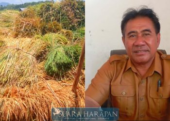 DESA POTO MEMULAI PANEN, MENINGKATKAN PRODUKTIVITAS