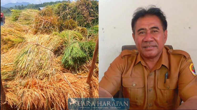 DESA POTO MEMULAI PANEN, MENINGKATKAN PRODUKTIVITAS
