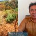 DESA POTO MEMULAI PANEN, MENINGKATKAN PRODUKTIVITAS