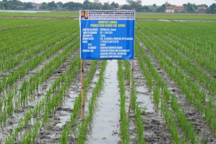 Irigasi Padi Hemat Air Bakal Diterapkan di Seluruh Indonesia