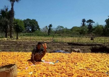 Tahun 2025, Kebangkitan Desa Pantulan: Petani Menghasilkan Jagung Ratusan Ton, 100 Ton Bulog Siap Membeli dengan Harga Rp5.500 per Kilogram