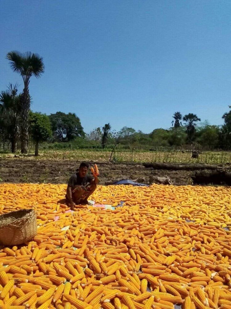 Tahun 2025, Kebangkitan Desa Pantulan: Petani Menghasilkan Jagung Ratusan Ton, 100 Ton Bulog Siap Membeli dengan Harga Rp5.500 per Kilogram