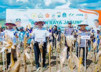 Mentan Bawa Kabar Gembira buat Petani Jagung