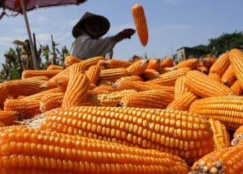 Kabar Gembira buat Petani Jagung