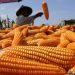 Kabar Gembira buat Petani Jagung