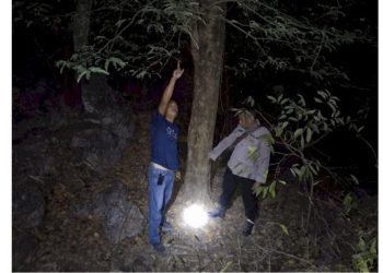 Warga Lanjut Usia Meninggal Dunia Setelah Terjatuh dari Pohon Asam di Lilmus, Amfoang Utara