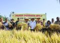 Bupati Kupang Panen Padi di Desa Mata Air