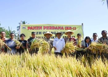Bupati Kupang Panen Padi di Desa Mata Air