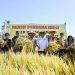 Bupati Kupang Panen Padi di Desa Mata Air