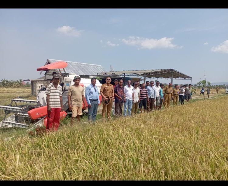 Panen Raya Padi,  Petani Mengharapkan Air Refak “dilirik” dan dimasukkan dalam Program Percetakan Sawah Baru dari Bupati Kupang