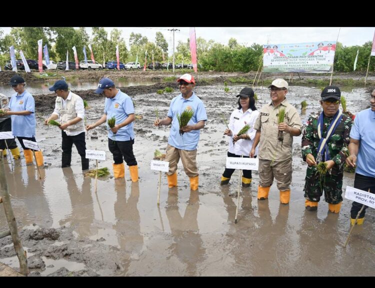 DUKUNG SWASEMBADA BERKELANJUTAN, BUPATI KUPANG, GUBERNUR DAN WAKIL GUBERNUR NTT, SERTA KETUA DPRD PROVINSI NTT TANAM PADI PERDANA PERCETAKAN SAWAH BARU DI MANUSAK