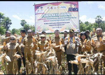 WAKIL GUBERNUR NTT DAN BUPATI KUPANG SERTA UNSUR FORKOPIMDA PANEN RAYA JAGUNG DI PANTULAN