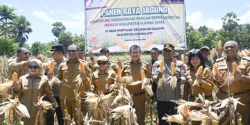 WAKIL GUBERNUR NTT DAN BUPATI KUPANG SERTA UNSUR FORKOPIMDA PANEN RAYA JAGUNG DI PANTULAN