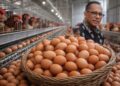 Pencapaian Ekonomi Kelompok Taha Toen Bantuan Ayam Petelur Usman Husin Hasilkan Puluhan Juta, Masyarakat Sampaikan Terima Kasih