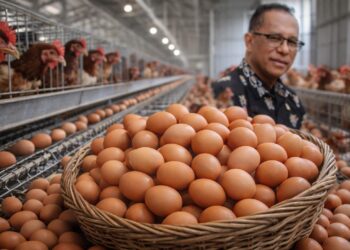 Pencapaian Ekonomi Kelompok Taha Toen Bantuan Ayam Petelur Usman Husin Hasilkan Puluhan Juta, Masyarakat Sampaikan Terima Kasih