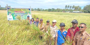 ​Merajut Sejahtera di Persawahan Mata Air, Kisah 60 Tahun Kelompok Tani Dahulu Rasa