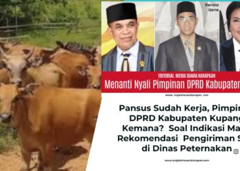 Pansus Sudah Kerja, Pimpinan DPRD Kabupaten Kupang Kemana?  Soal Indikasi Mafia Rekomendasi  Pengiriman Sapi di Dinas Peternakan