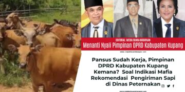 Pansus Sudah Kerja, Pimpinan DPRD Kabupaten Kupang Kemana?  Soal Indikasi Mafia Rekomendasi  Pengiriman Sapi di Dinas Peternakan