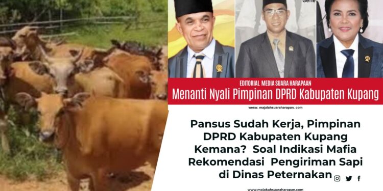Pansus Sudah Kerja, Pimpinan DPRD Kabupaten Kupang Kemana?  Soal Indikasi Mafia Rekomendasi  Pengiriman Sapi di Dinas Peternakan