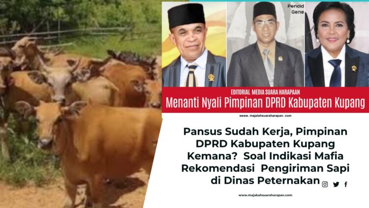 Pansus Sudah Kerja, Pimpinan DPRD Kabupaten Kupang Kemana?  Soal Indikasi Mafia Rekomendasi  Pengiriman Sapi di Dinas Peternakan