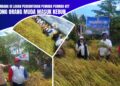 Panen Perdana di Lahan Percontohan Pemuda Perindo NTT: Dorong Orang Muda Masuk Kebun