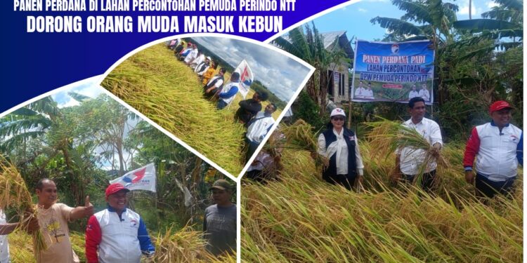 Panen Perdana di Lahan Percontohan Pemuda Perindo NTT: Dorong Orang Muda Masuk Kebun