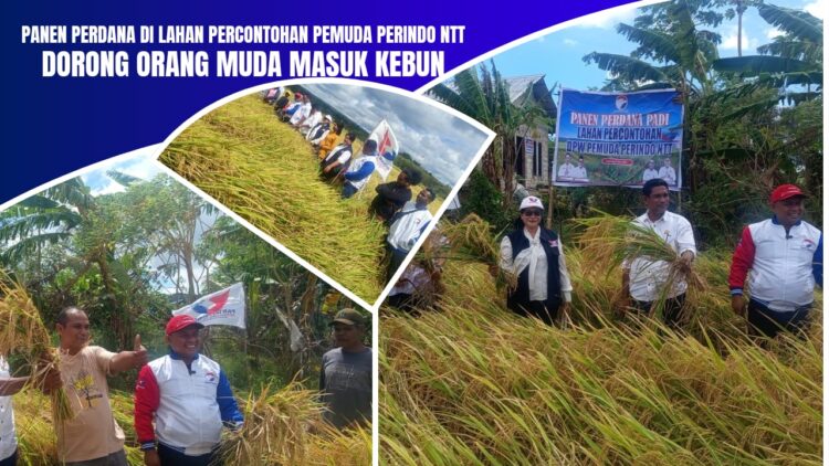 Panen Perdana di Lahan Percontohan Pemuda Perindo NTT: Dorong Orang Muda Masuk Kebun