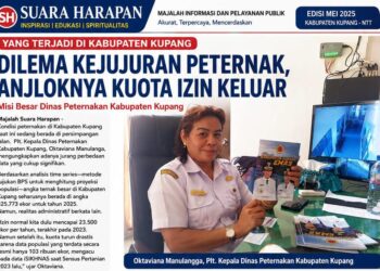 Yang Terjadi di Kabupaten Kupang, Dilema Kejujuran Peternak, Anjloknya Kuota Izin Keluar, dan Misi Besar Dinas Peternakan